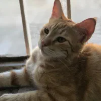 گربه