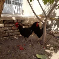 خروس مشکی جوان|پرنده|سلفچگان, |دیوار