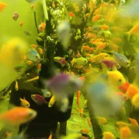 کالرویدو پیش مولد