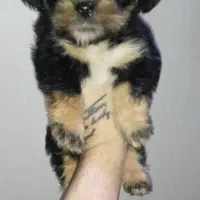 پت های شیتزو شیرخواره