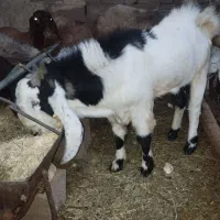 کهره نر