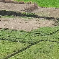 فروش فوری ۱۰۰۰ متر زمین کشاورزی
