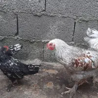 مرغ وخروس چینی وبرهُما