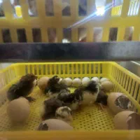 دستگاه جوجه کشی|لوازم جانبی حیوانات|تربت جام, معدآباد|دیوار