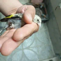 جوجه سهره کال|پرنده|بروجرد, |دیوار
