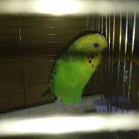 معاوضه پرنده