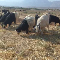 گوسفند کهره کره کردی چاق گوشت درجه یک خرده و عمده|حیوانات مزرعه|کرمان, |دیوار