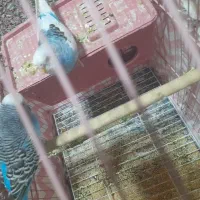 جفت مرغ عشق|پرنده|چترود, |دیوار