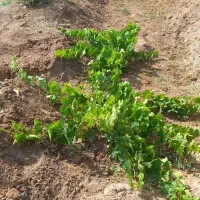 فروش باغ انگور در ابهر