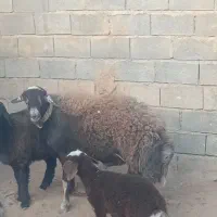قوچ‌دودندون