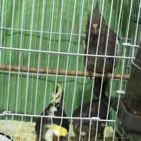 فروش چهار عدد جوجه عروس هلندی  دوماهه|پرنده|قائم‌شهر, |دیوار