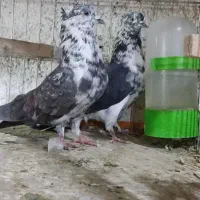 کبوتر شازده. هما سرور. سوسکی