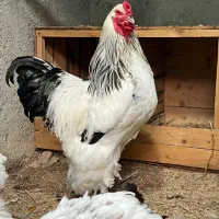 جفت برهما|حیوانات مزرعه|گلوگاه, |دیوار