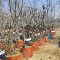 فروش درخت  بن دار و بن بالا  پایان کاری