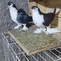 خوشرنگ|پرنده|بندر دیر, |دیوار