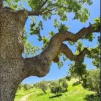 کار باغ