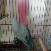 جفت ملنگو آبی|پرنده|قم, حاج زینل|دیوار