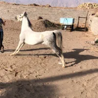 اسب مادیان فروشی|اسب و تجهیزات اسب‌سواری|رفسنجان, |دیوار