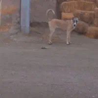 توله سرابی ماده
