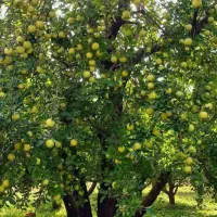 سیب|گل و گیاه طبیعی|مشهد, مشهدقلی|دیوار