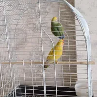 طوطی برزیلی|پرنده|کرمانشاه, |دیوار