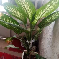 گل دیفن بزرگ