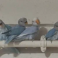 طوطی برزیلی