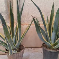 گل آگاو وکاکتوس