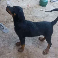 توله روتوایلر
