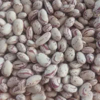 لوبیا چیتی کاملا اورگانیک، کشت امسال