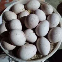 بوقلمون یک ساله در حال تخم درشت و آماده|حیوانات مزرعه|مشهد, کوشش|دیوار