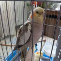 عروس هلندی