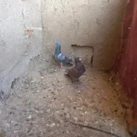 کبوتر پرشی|پرنده|سبزوار, خسروجرد|دیوار