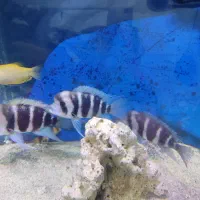 ماهی فرانتوزا