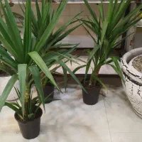 بامبوپتوس سانسوریاهمه قیمت مناسب|گل و گیاه طبیعی|مشهد, کارگران|دیوار