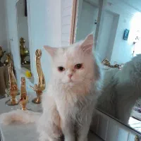 فروش گربه پرشین