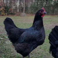 تخم مشکی تخم مرغ مشکی صدرصد ارگانیک طبیعی