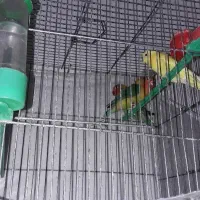 فروش ۲ کوتله بریزیلی بازی گوش و مرغ عشق|پرنده|مشهد, شهید هاشمی نژاد|دیوار