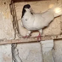 نره|پرنده|شوشتر, |دیوار