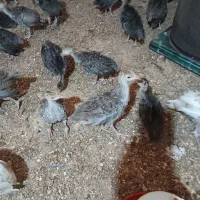 جوجه بوقلمون