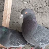 کبوتر