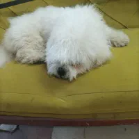 حیوان سگ|سگ|خرم‌آباد, |دیوار