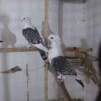 کبوتر بلژیکی نروماده روتخم