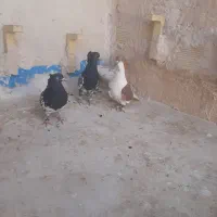 کفتر رنگه|پرنده|مشهد, رده|دیوار