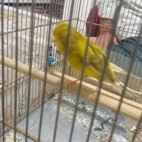 قناری خوشرنگ و خوش قد|پرنده|قزوین, |دیوار