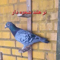 تعدادی کبوتر خوب|پرنده|اهواز, کوی مهدیس|دیوار
