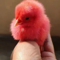 جوجو