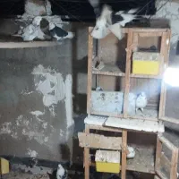 کبوتر پرشی به شرط