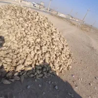 چغندر قند تازه