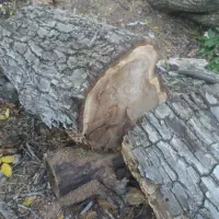 خرید وفروش چوب گردو|خدمات باغبانی و درختکاری|فردیس, سرحدی|دیوار